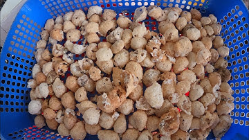 Lần đầu tiên nhìn thấy trứng ốc thái (nhập từ thái Lan) ốc siêu to khổng lồ