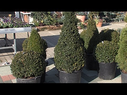Video: Smjeka za vrtove Zone 3 - Vrste hladno otpornih biljaka kleke