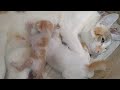 Mother Cat Has Adopted 4 Days Old Kitten And Giving Him Mother Feed