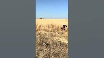 A backflip on the field with my Traxxas rustler 4x4 vxl! Subscribe my channel for more!🔥🔥🔥