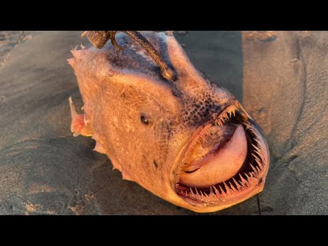 This 'nightmare' fish washed up on  a beach in San Diego