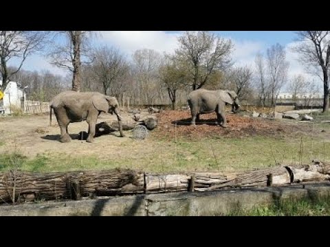 Zoo Warszawa spacer z dziećmi