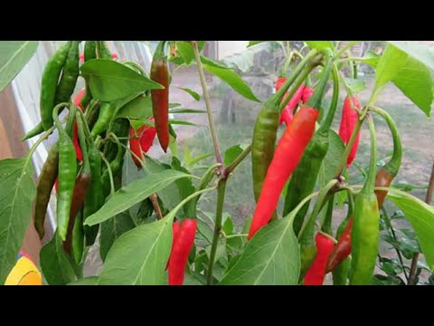 ปลูกพริกในกระถางดกมาก/Chili im Blumentopf