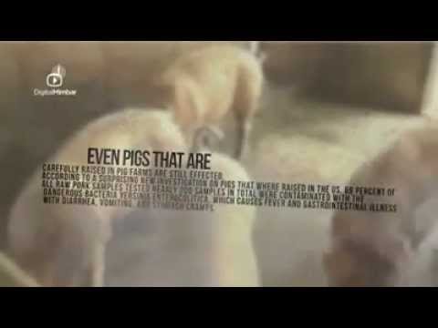 Video: Алча чочконун этин кантип кууруу керек