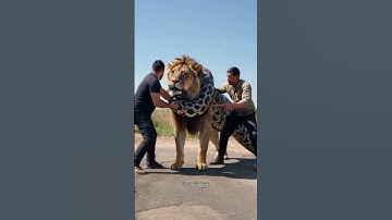 Lion and two men vs python #animals #shorts #fyp #fypシ゚