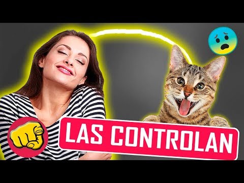 Video: Por Qué A Las Mujeres Les Gustan Los Hombres Que Aman A Los Gatos