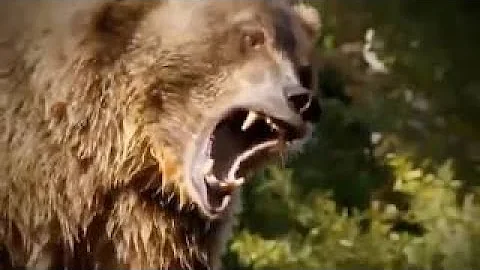 動物戦いアフリカ Mp3
