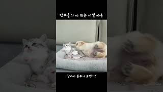 [STORY] "맹수들의 피 튀는 서열 싸움" | #cat #dog #Shorts #animal #funny #korean