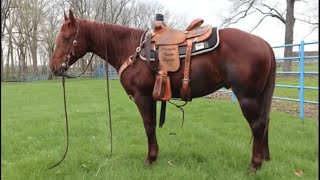 Slide To Success - Shawnee horse sale lot number 4