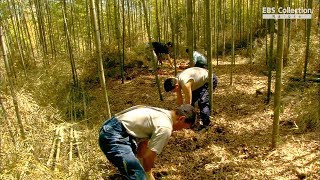 밥을 덮은 대나무 숲은 어떻게 되었을까?