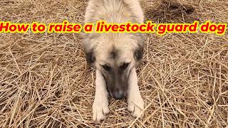 How to Raise Livestock Guardian Dogs (Complete Beginner Guide)