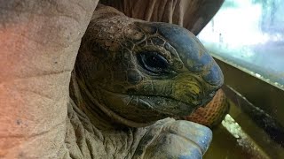 アンニュイな雨のゾウガメたち