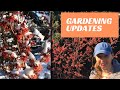 ??Grow Lights ~ Flower Seeds ~ Witch Hazel Hellebore ~ Y Garden ??
