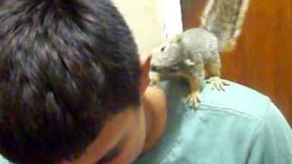 Squirrel Bites Boy's Ear