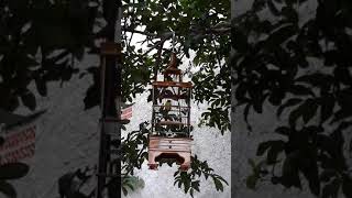 Download Lagu Pleci dakun bali kintamai ( Syarifuddin Tonga) MP3