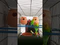 Couple birds Love Story | budgies sounds angry fight | Australian love birds sound #birdlovers