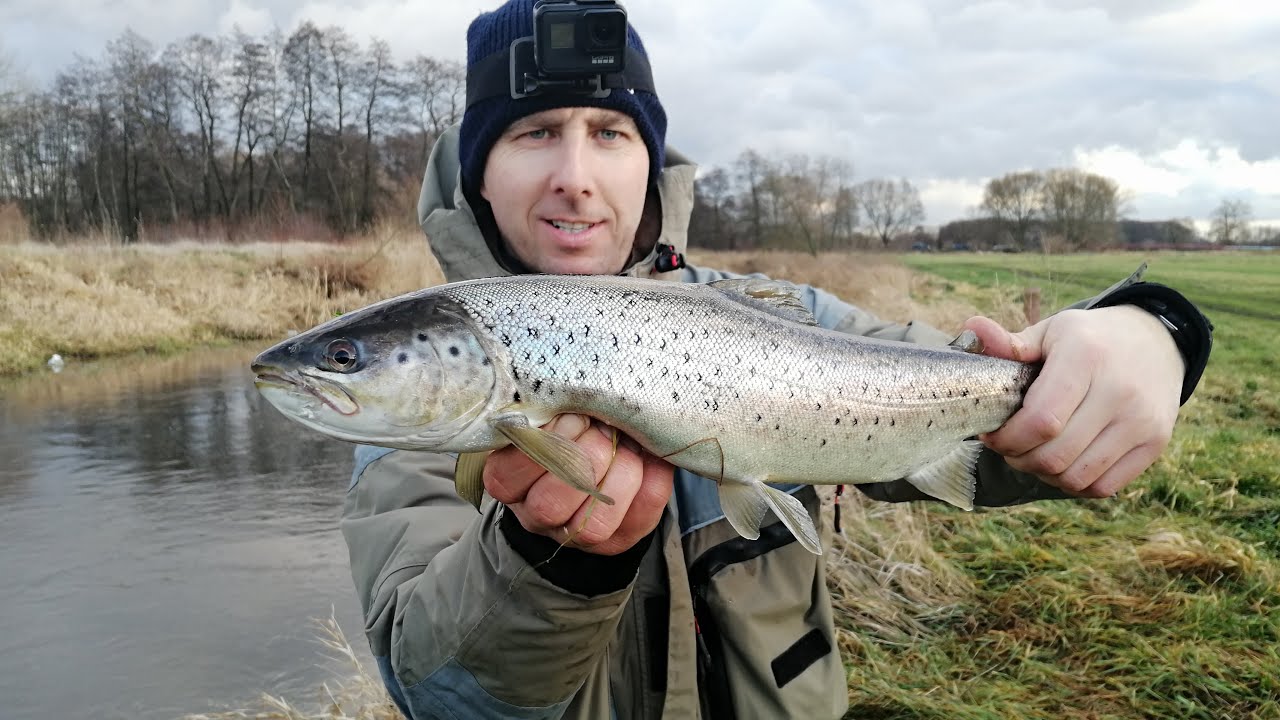 TROĆ WĘDROWNA NA SPINNING gdzie szukać jak łowić porady wskazówki-rzeka INA | wędkarstwo spinningowe