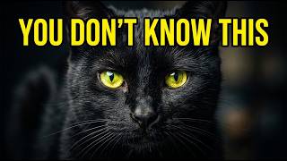 23 Mysterious Facts About Black Cats in 2026