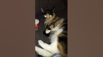 Effects to cats on cat nip #catniphead