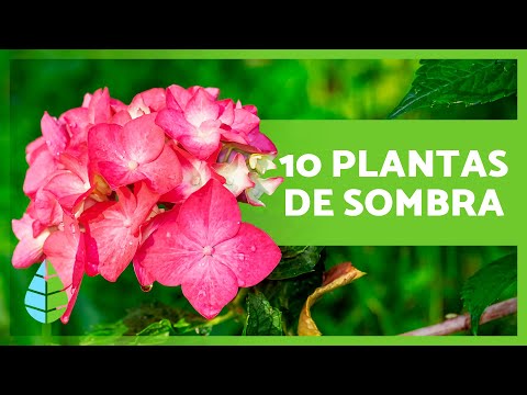 Vídeo: Melhores hortênsias para jardins da zona 7 - dicas sobre como cultivar arbustos de hortênsia na zona 7