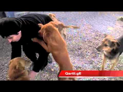 რეპორტაჟი გორის ძაღლთა თავშესაფრიდან