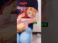 屁股勾大便啦！來幫貓咪擦屁屁 #宇宙貓咪 #cat #shorts #shortstw