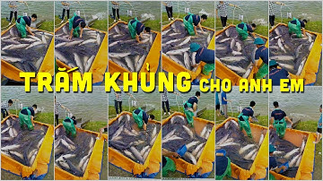 🔴 Nam Định TV thu hoạch Cá Trắm Đen size khủng 10-18 cung cấp hồ câu Miền Bắc #cahocau #ThủySảnWork