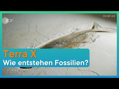 Video: Wie entsteht ein erhaltenes Fossil?