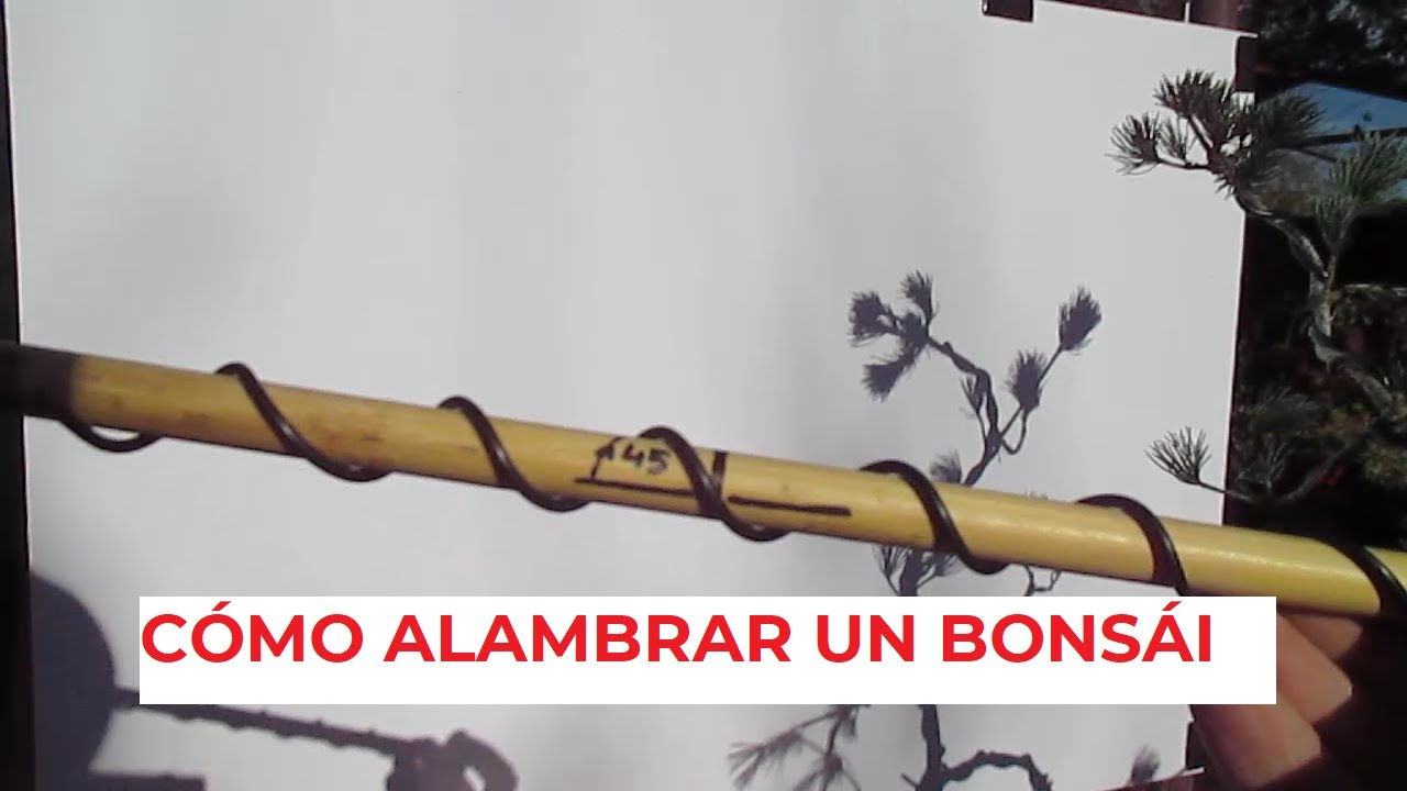 El alambrado del bonsái