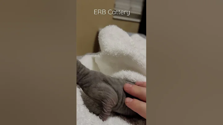 Video 5186461: newborn sphynx kittens, mother sphynx, male sphynx, sphynx baby, blue sphynx, meow