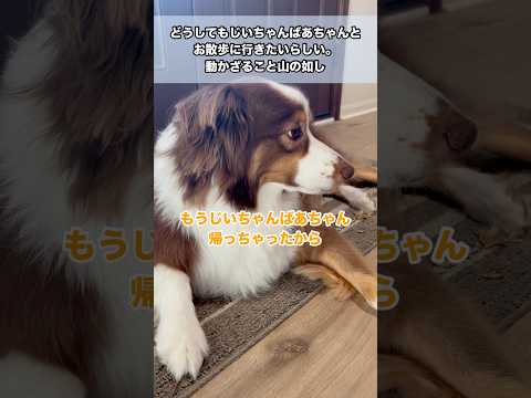 がんこな大型犬#オーストラリアンシェパード#かわいい犬 #癒し#大型犬