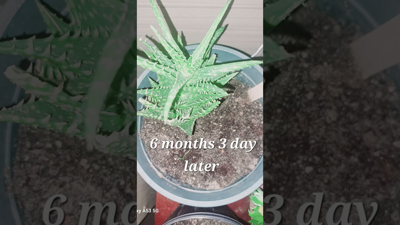 7 months 10 day time-lapse Tiger Tooth Aloe