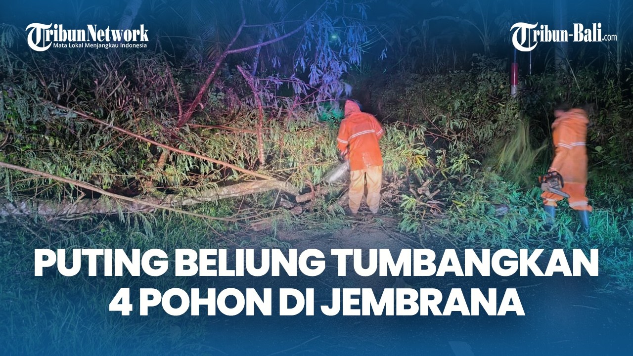 Angin Puting Beliung Terjang Jembrana, Empat Pohon Tumbang Tengah Malam