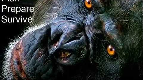 They Are Survivors 2