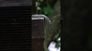 Download Lagu Paradise Tree Snake 🐍 #sgwildlife #sungeibulohwetlandreserve MP3