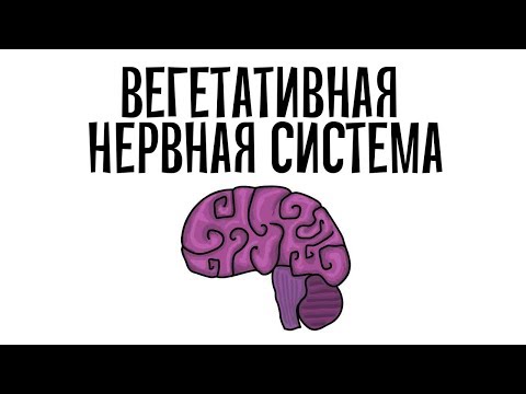 Фармакология. Вегетативная нервная система (простым языком)