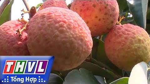 THVL | Người đưa tin 24G: Không có chuyện vài thiều rớt giá do thương lái Trung Quốc ngừng thu mua