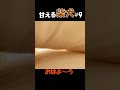甘える柴犬#9