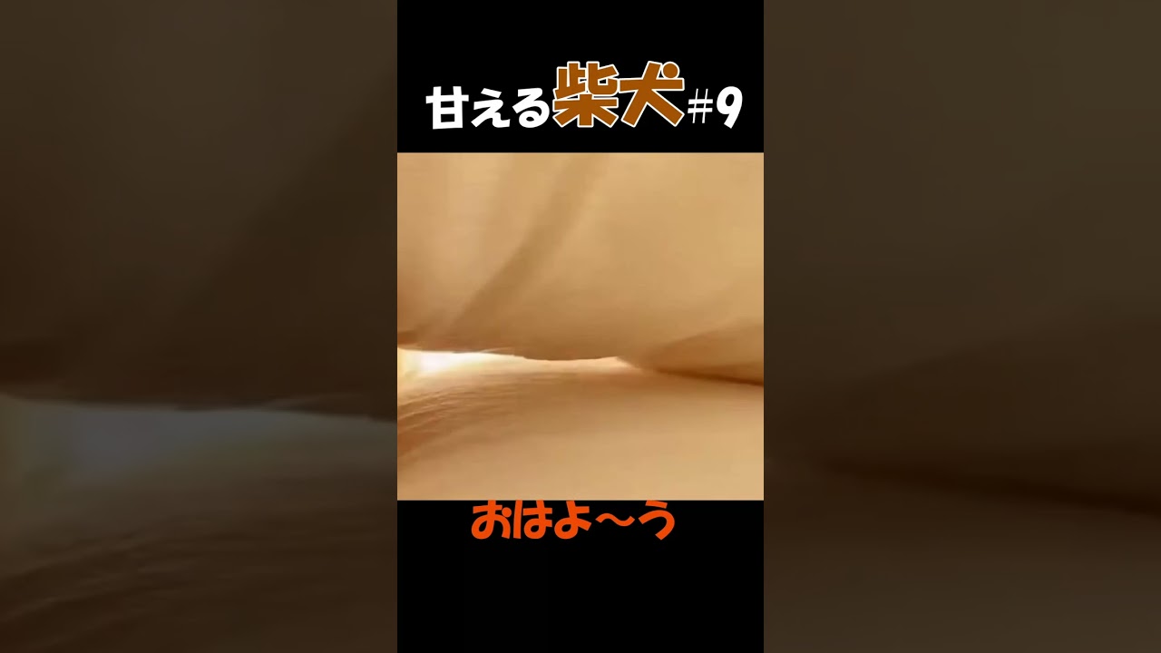 甘える柴犬#9