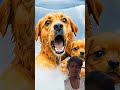 #animals #gadar20verseas #funny #cute #odiacartoonworld #cuteanimal #comedy #cutepet