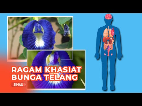 Video: Penyakit bunga violet: pengobatan dan pencegahan