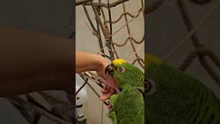 Что с ним делать? #попугай #parrot #амазон #домашниеживотные #pets #birds #love #lol #comedy #птицы