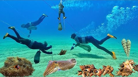 Cách Thợ Lặn Bắt Con Mực Nang Quá Đẳng Cấp, Nhờ Kinh Nghiệm Lặn Biển Lâu Năm | Cảnh 86