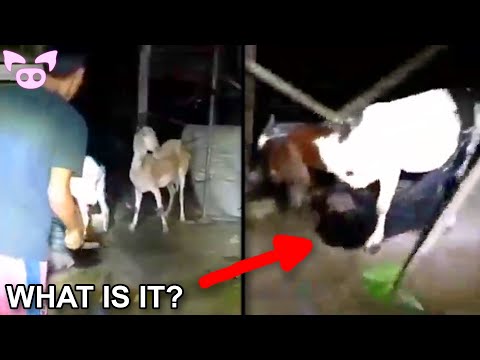 Mysterious Cryptid Attaches Itself to Goat Plus Other Creepy Videos 