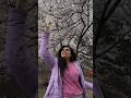 #highpark #reels #viral #torontolife #reelitfeelit #spring #cherryblossoms #sakura #park #zoo #fun