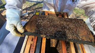Beekeeping 2020: Hive Inspection and Walk Away Split. #beekeeping #walkawaysplit