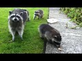 Raccoon mom and 3 babies