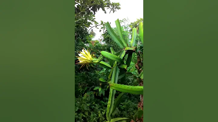 Dragon Fruit