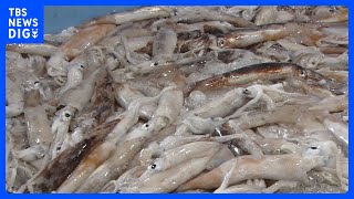 スルメイカ漁に初の停止命令　漁獲枠上限超えで　水産庁｜TBS NEWS DIG
