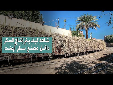 باب مصر قبلي شاهد كيف يتم إنتاج السكر داخل مصنع سكر أرمنت